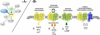 The oxytocin receptor represents a key hub in the GPCR heteroreceptor network: potential relevance for brain and behavior